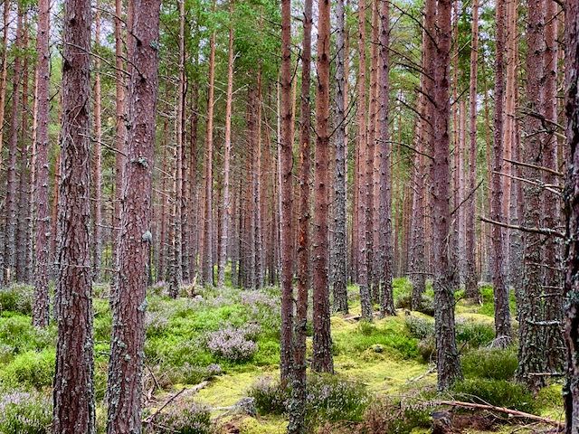 Scots Pine Trees Rothiemurchus Loch An Eilein travel review