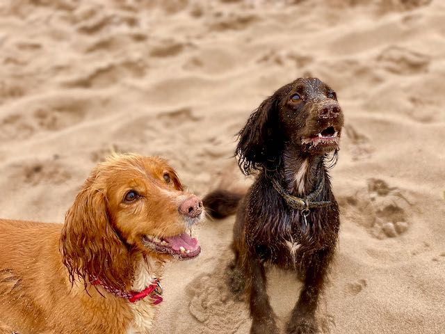 Poppy and Coco on Dog friendly beaches Scotland